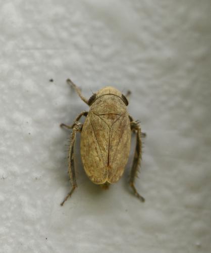 Réf. 276 995 : Goniagnathus brevis